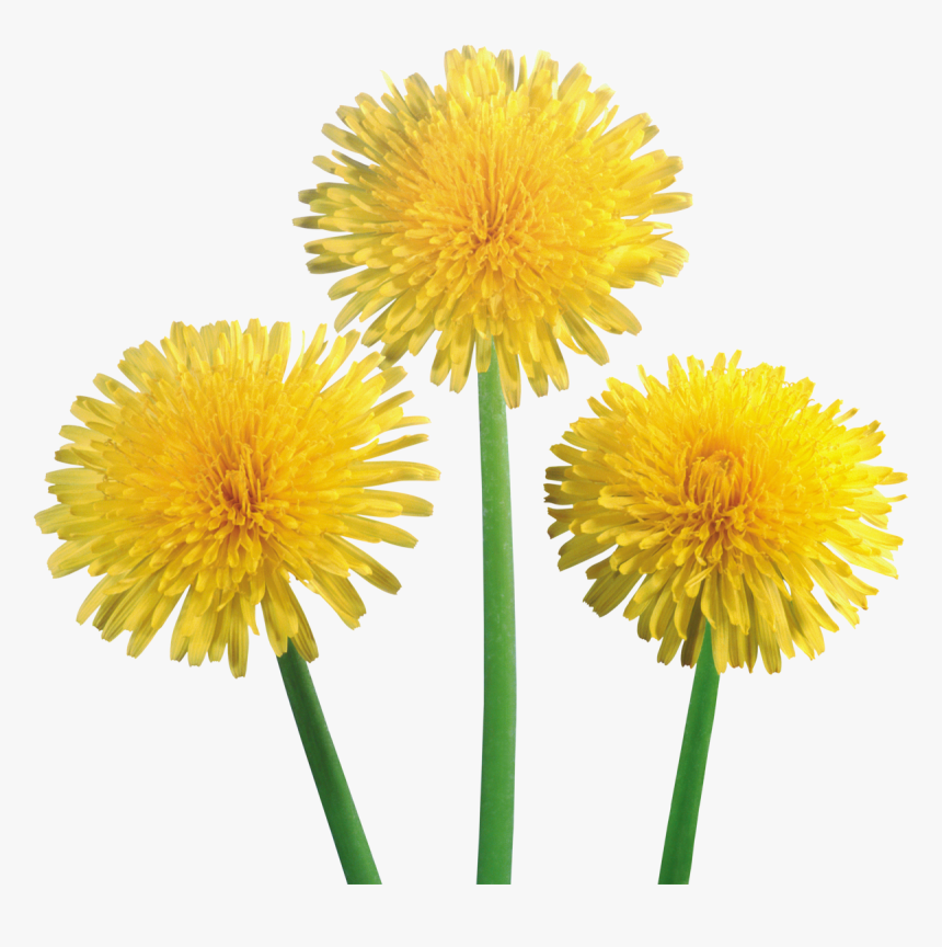 Dandelions Png, Transparent Png, Free Download