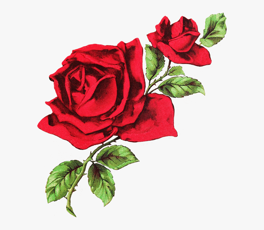 Red Rose Clipart Dark Red - Red Rose Drawing Png, Transparent Png, Free Download