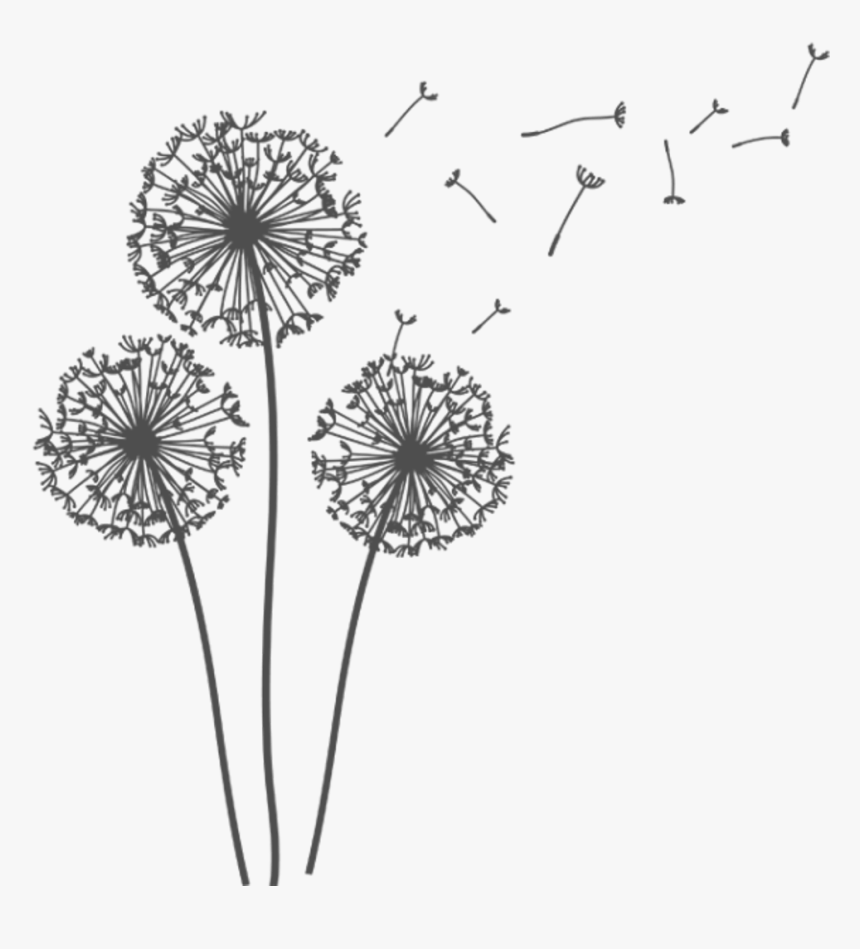 Freetoedit Dandelions Dandelionseeds Png - Transparent Background Dandelion Gif, Png Download, Free Download