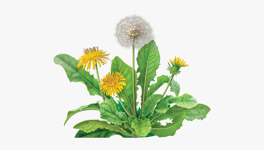 Dandelion Png, Transparent Png, Free Download