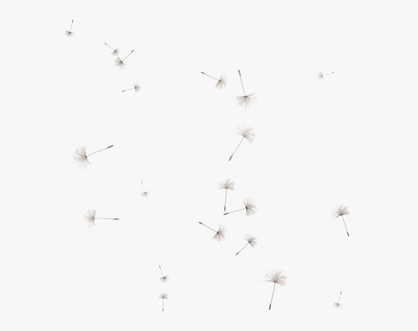 Dandelion Png Image - Transparent Background Dandelion Seeds Png, Png Download, Free Download