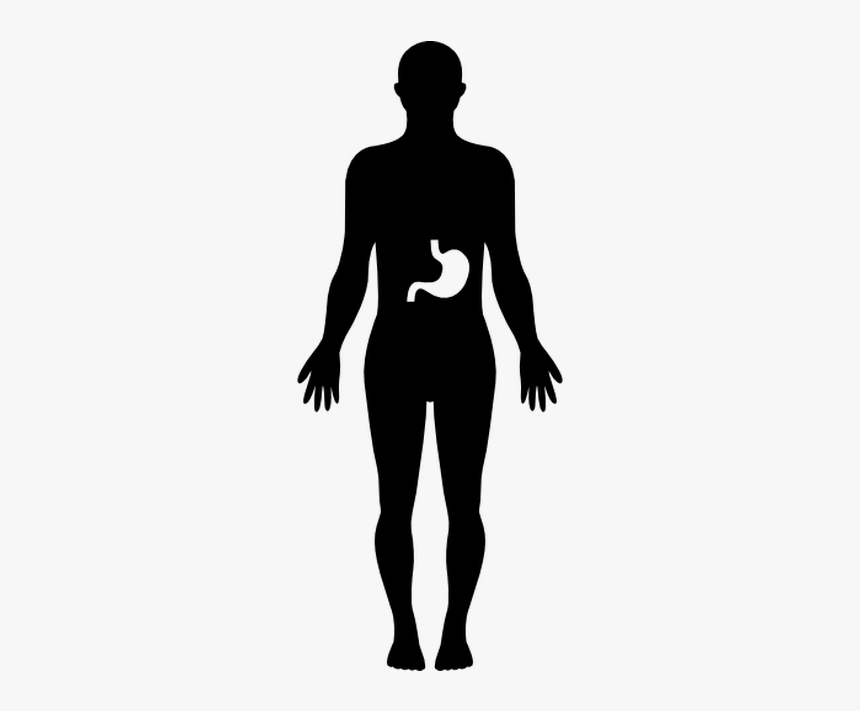 Human Body Vector - Human Body Silhouette Png, Transparent Png, Free Download