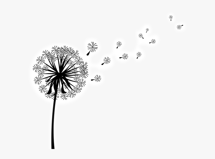 Clip Art Image Vector Graphics Dandelion Coffee - Dandelion Black And White Transparent, HD Png Download, Free Download