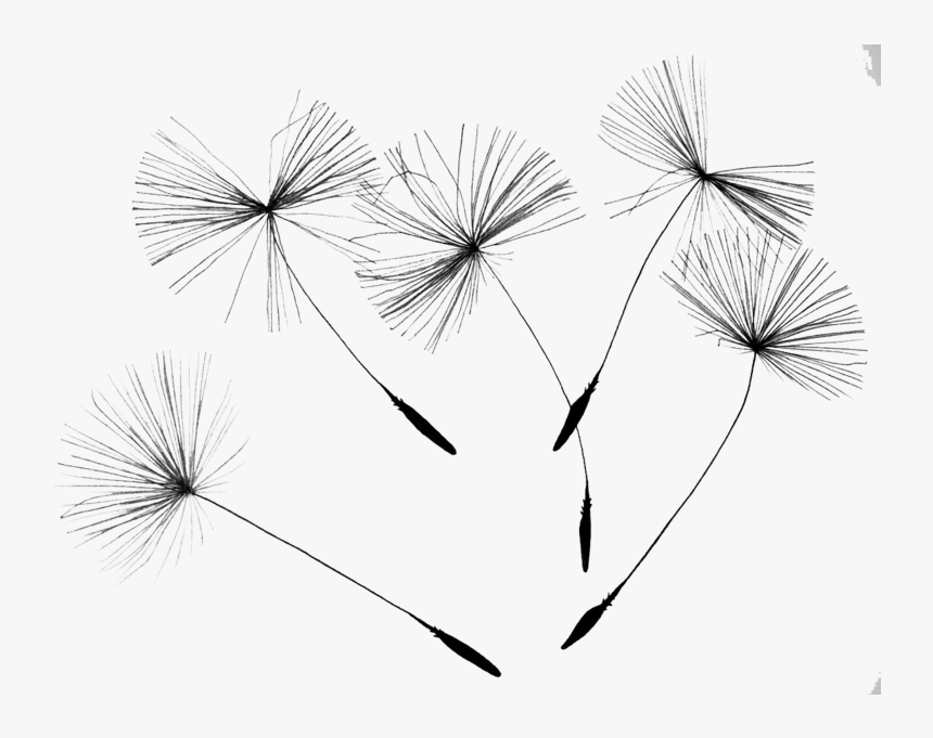 Png Dadellion, Transparent Png, Free Download