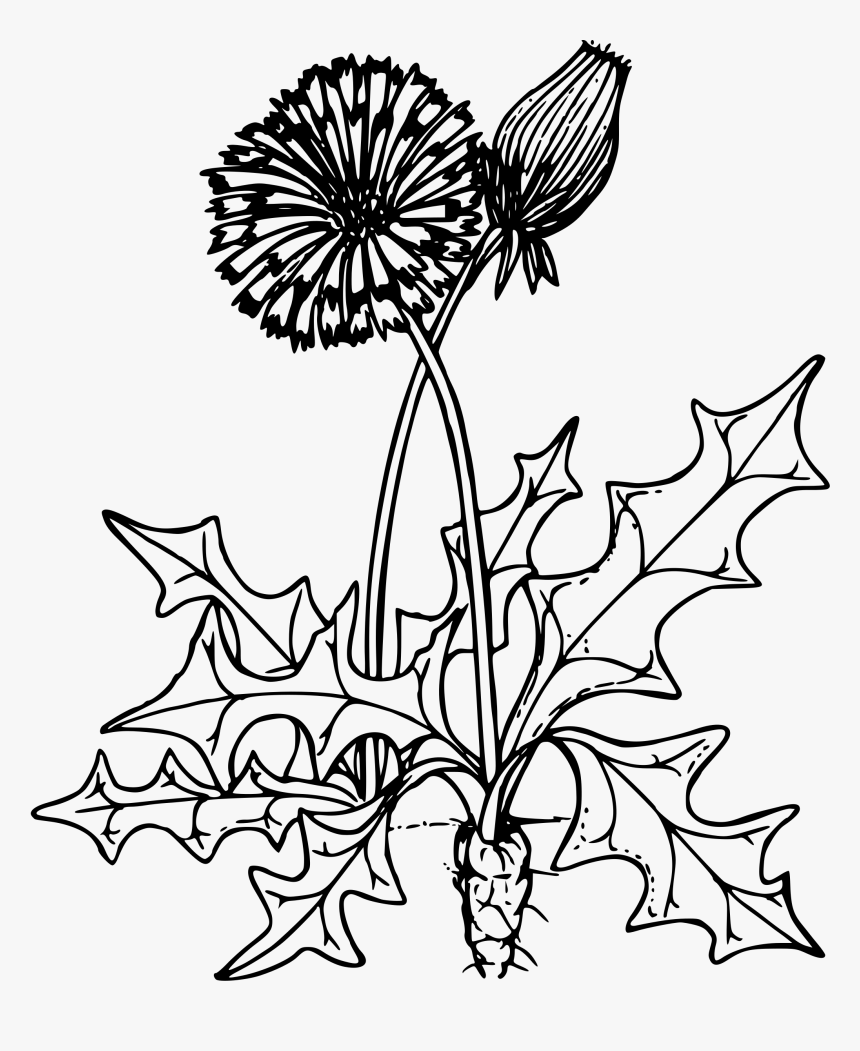 Common Dandelion Clip Arts - Dandelion Flower Clip Art Black And White, HD Png Download, Free Download