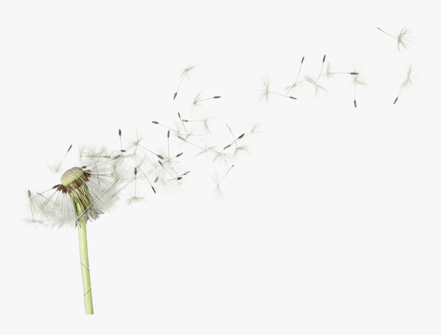 Dandelion Flower Png - Macro Photography, Transparent Png, Free Download