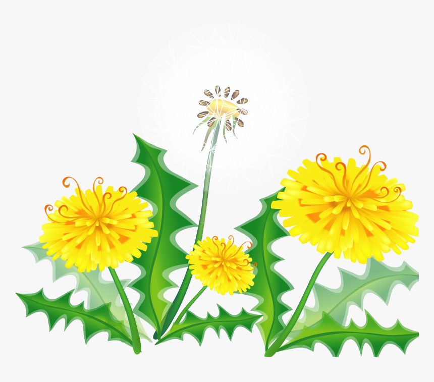 Hand Painted Dandelion Vector Material - Dandelion, HD Png Download, Free Download