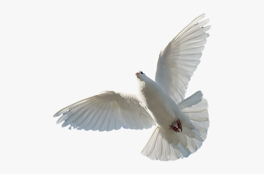 Paloma 001 Teocutout - Holyspirit Png, Transparent Png, Free Download