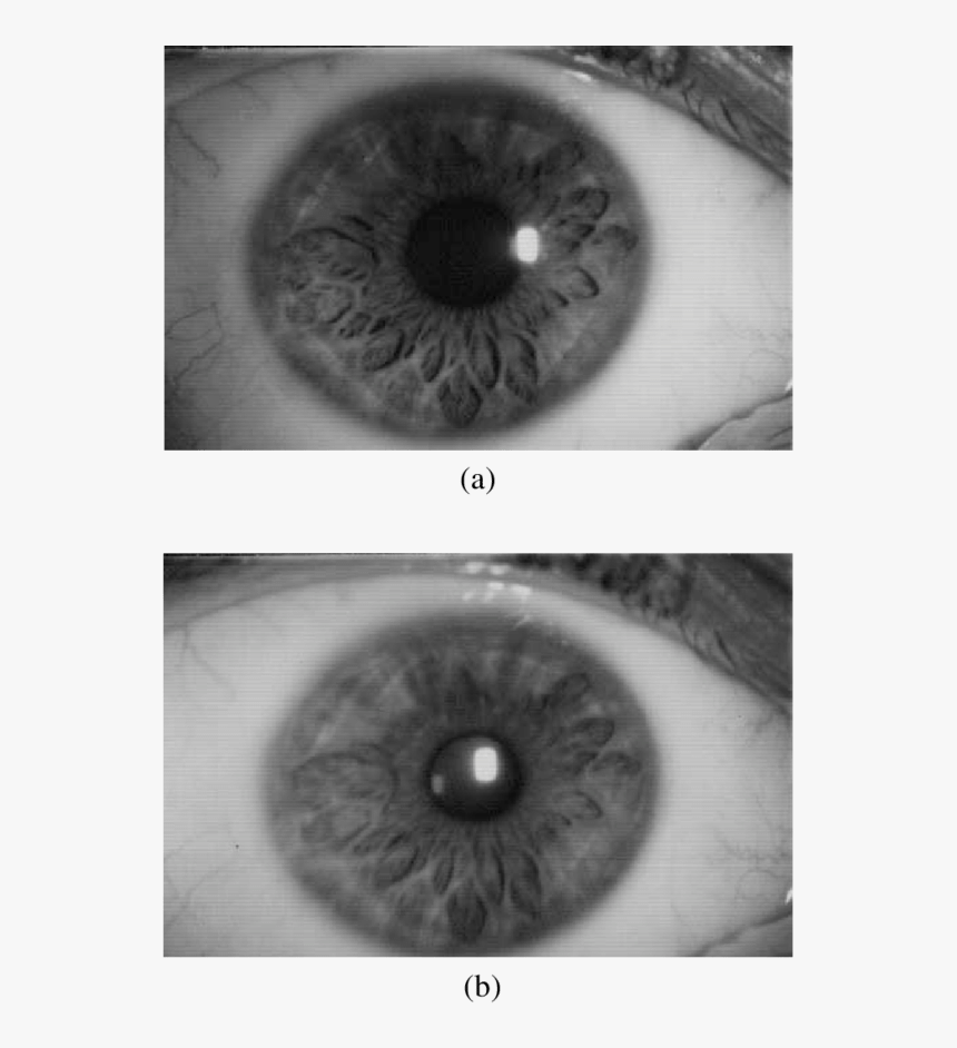 Variation In Pupil Size When The Light Beam Is More - Monochrome, HD Png Download, Free Download