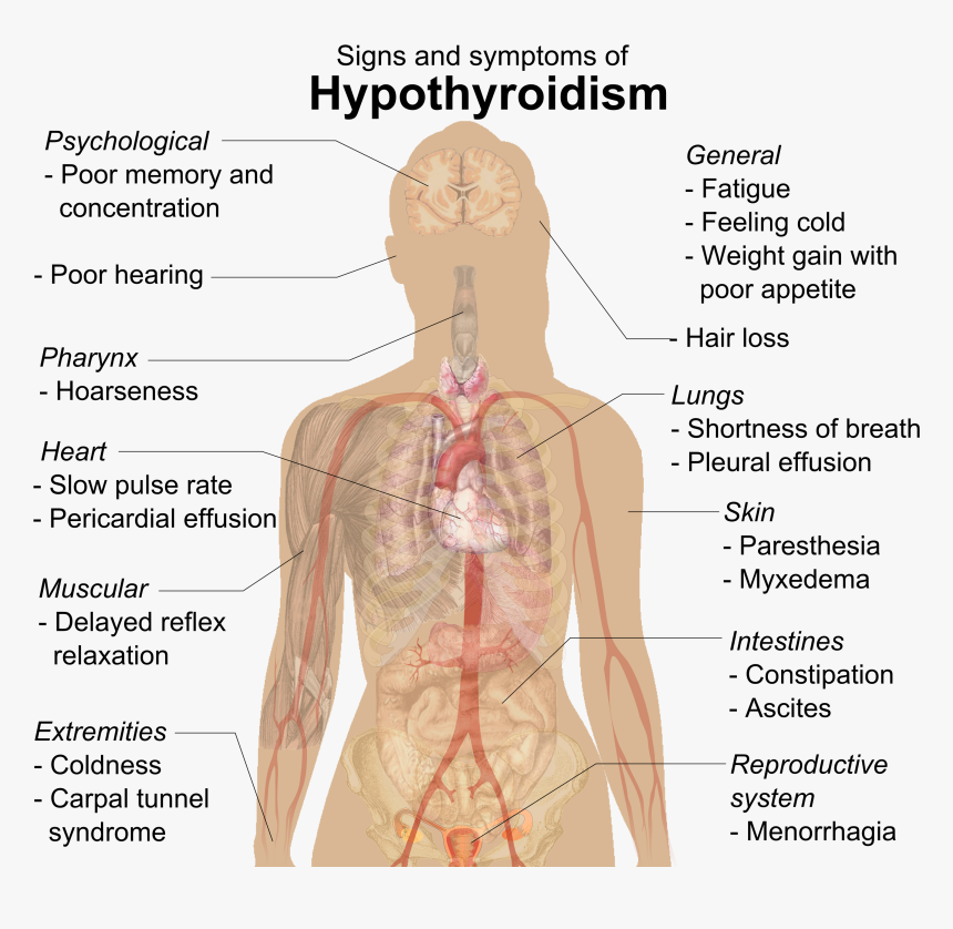 Signs And Symptoms Of Hypothyroidism, HD Png Download, Free Download