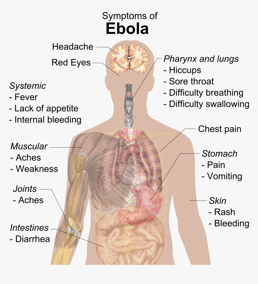 Symptoms Of Ebola - Does Ebola Affect The Body, HD Png Download, Free Download