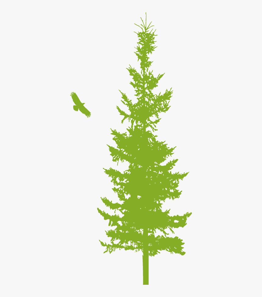 Grey Tree2 - White Pine, HD Png Download, Free Download