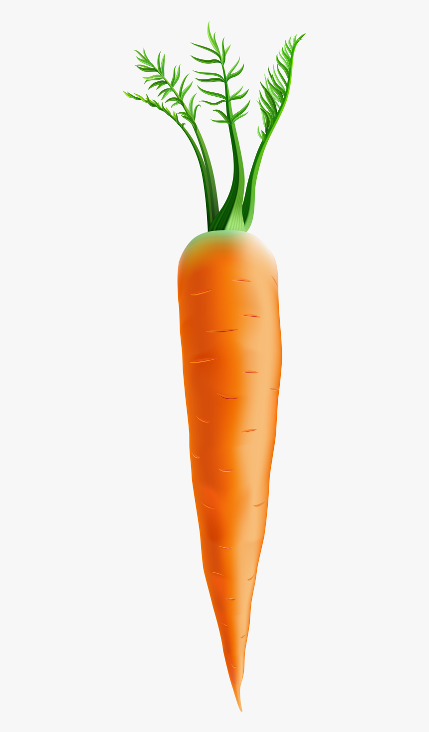 Carrot Clipart Png Transparent Png Kindpng