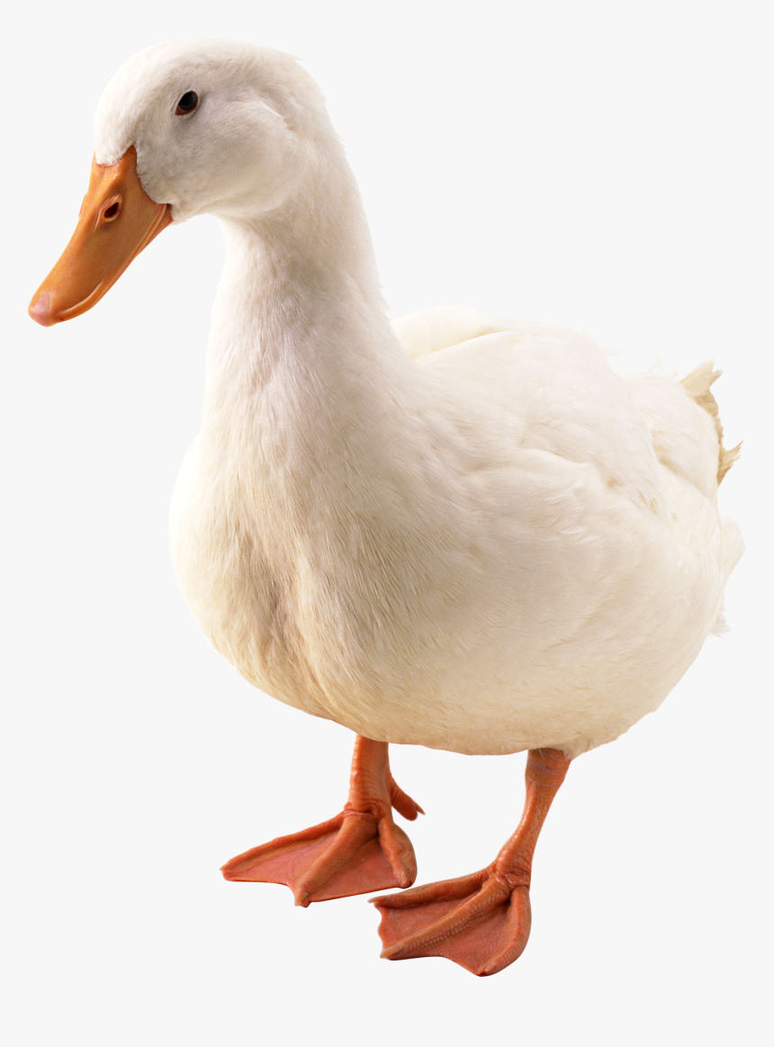 Duck Png Image - Duck Png, Transparent Png, Free Download