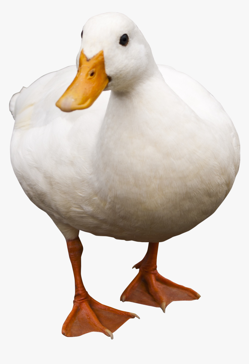 Duck Transparent Images - Transparent Duck Png, Png Download, Free Download