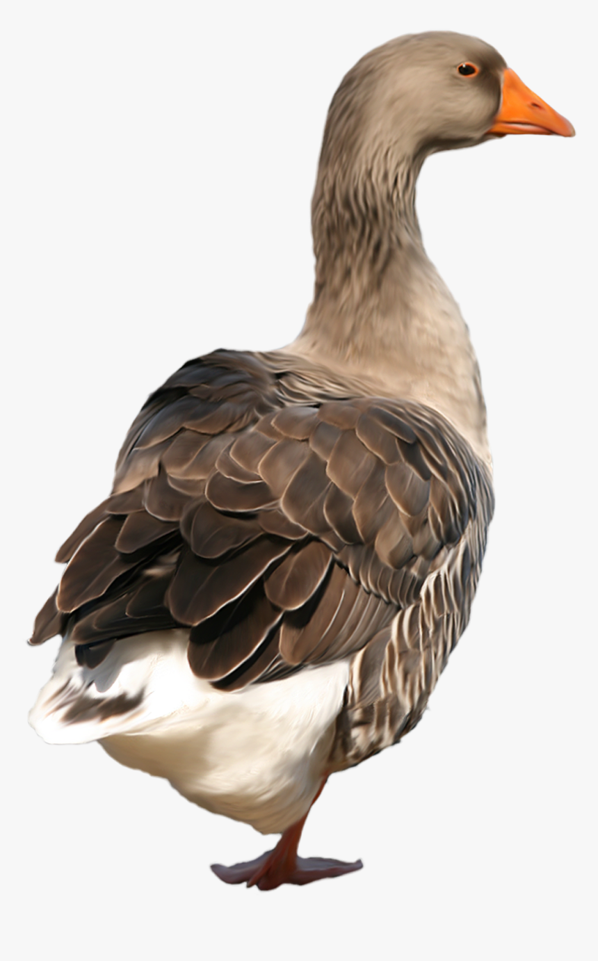 Duck Png Clip Art - Duck Png, Transparent Png, Free Download