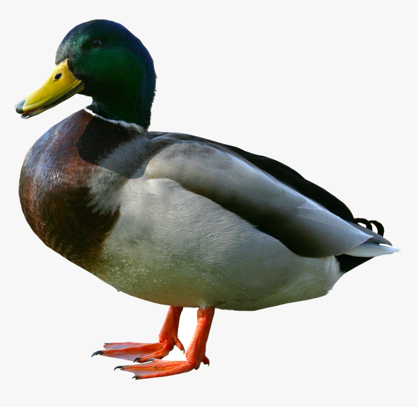 Duck Png Image - Ducks Png, Transparent Png, Free Download