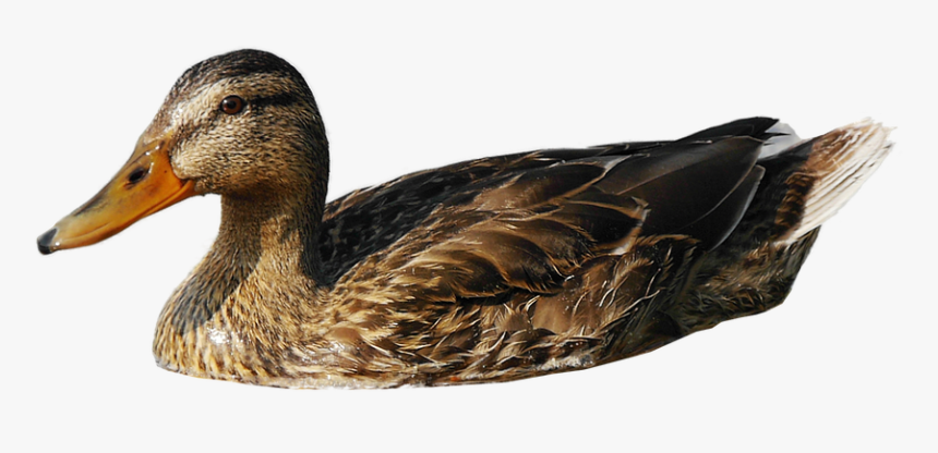 Duck Free Png Images Transparent Backgrounds Duck 1174224 - Water Duck Png, Png Download, Free Download