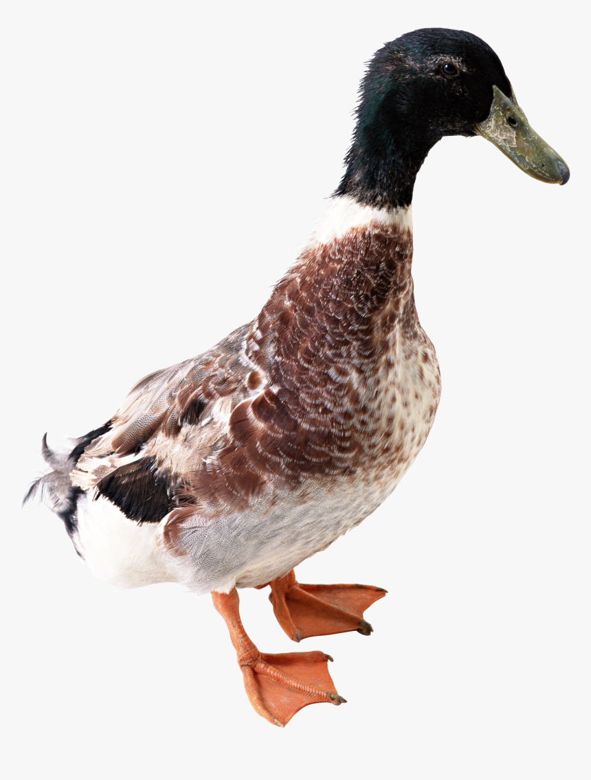 Duck Png Image - Duck Png, Transparent Png, Free Download