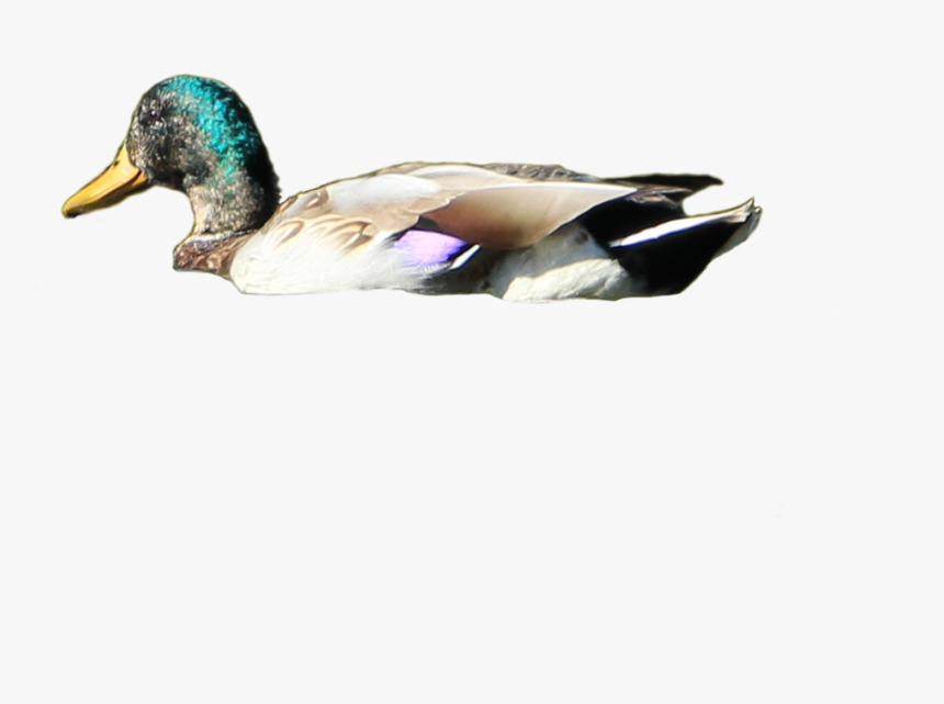 Png Ducks Swimming Transparent Ducks Swimming Images - Duck Swimming Transparent Background, Png Download, Free Download