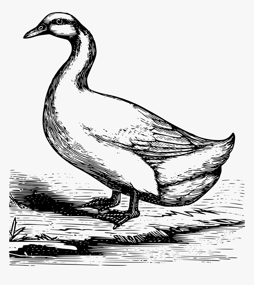 Pekin Duck Clip Arts - Pekin Duck Drawing, HD Png Download, Free Download