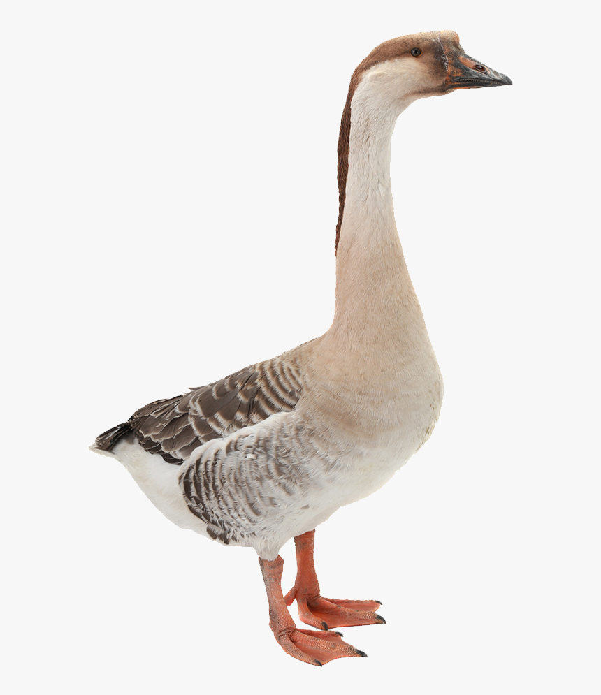 Png Animal Land, Transparent Png, Free Download