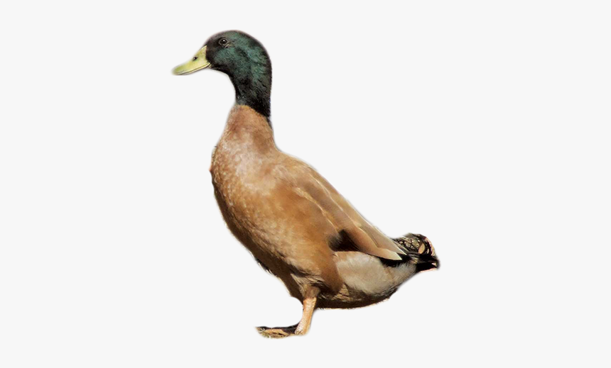 Duck Png Transparent Background - Duck Png, Png Download, Free Download