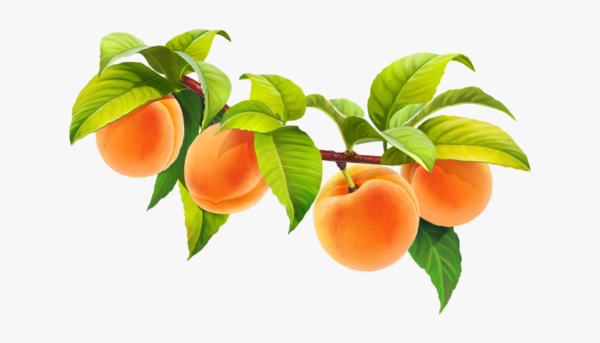 Peach Fruit Png - Rama De Limon Png, Transparent Png, Free Download