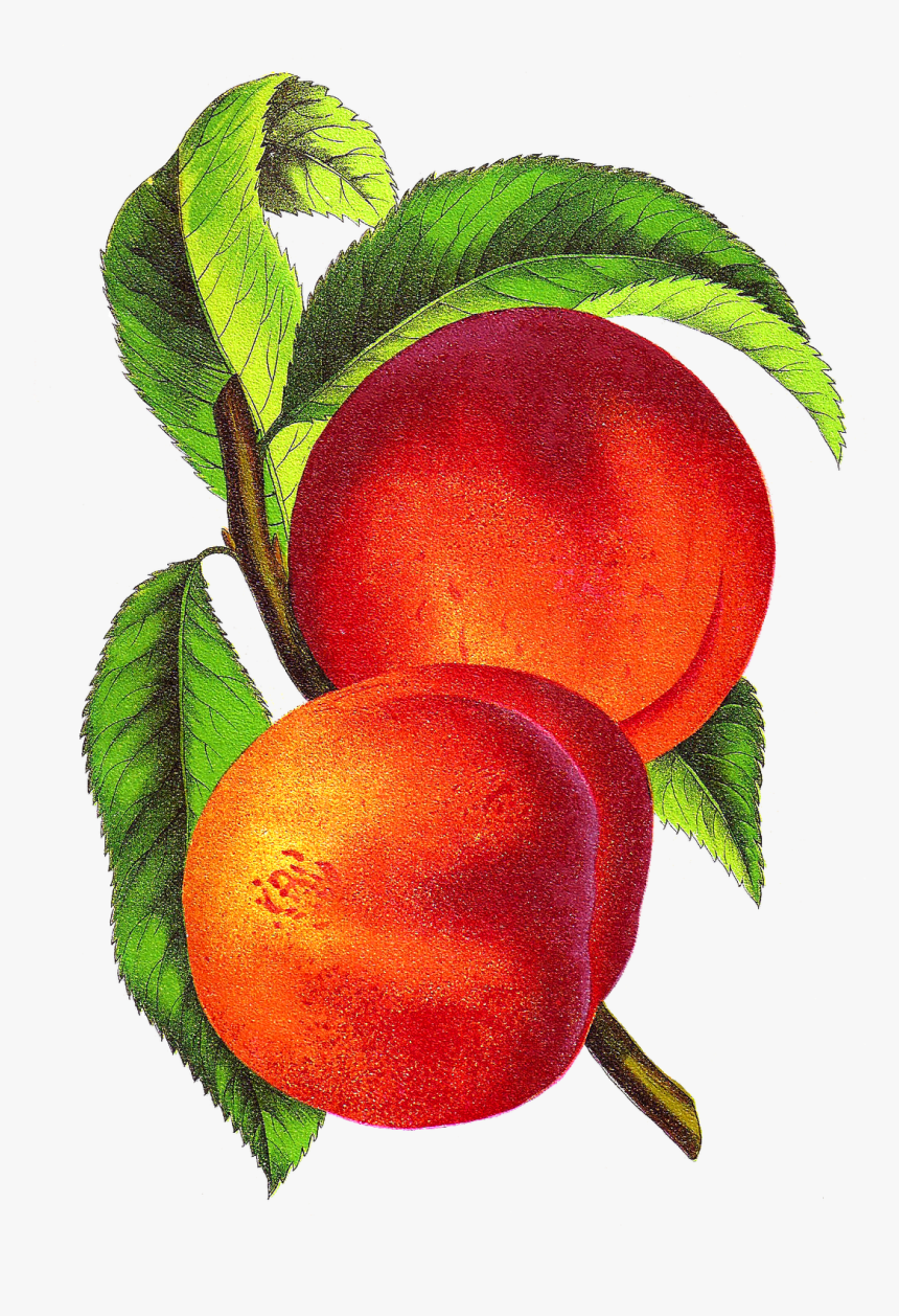 Antique Images Free Fruit Clip Art Vintage Peach Illustration - Vintage Peach Illustration, HD Png Download, Free Download