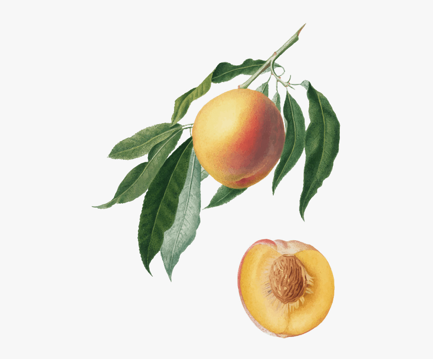Botanical Peach Illustration, HD Png Download, Free Download