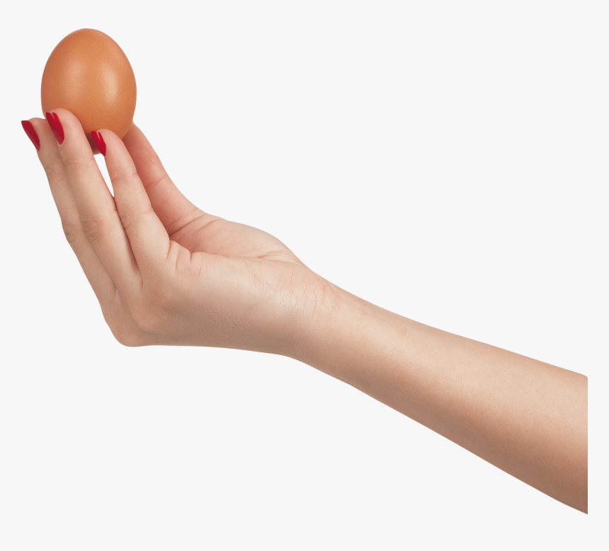 Arm Download Transparent Png Image - Hand Holding An Egg, Png Download, Free Download