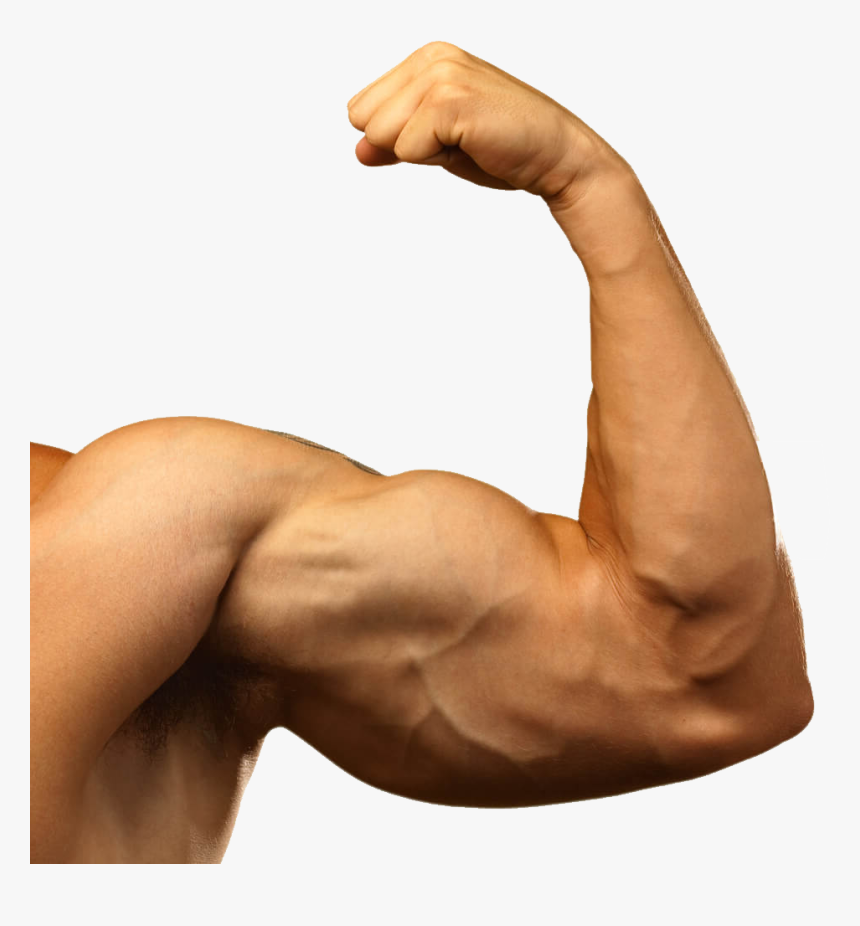 Muscle Arm Png Background Images - Transparent Muscle Arms Png, Png Download, Free Download