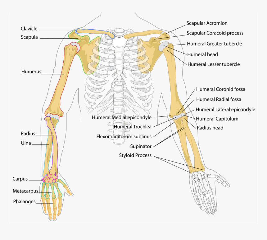 Human Arm Png - Bones In The Arm, Transparent Png, Free Download