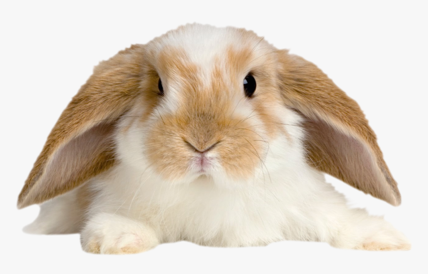 Cute Rabbit Png - Cute Rabbit Transparent Background, Png Download, Free Download