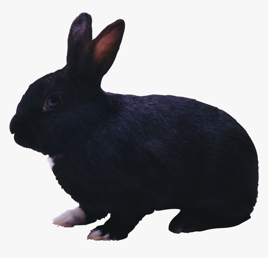 Black Rabbit Png, Transparent Png, Free Download