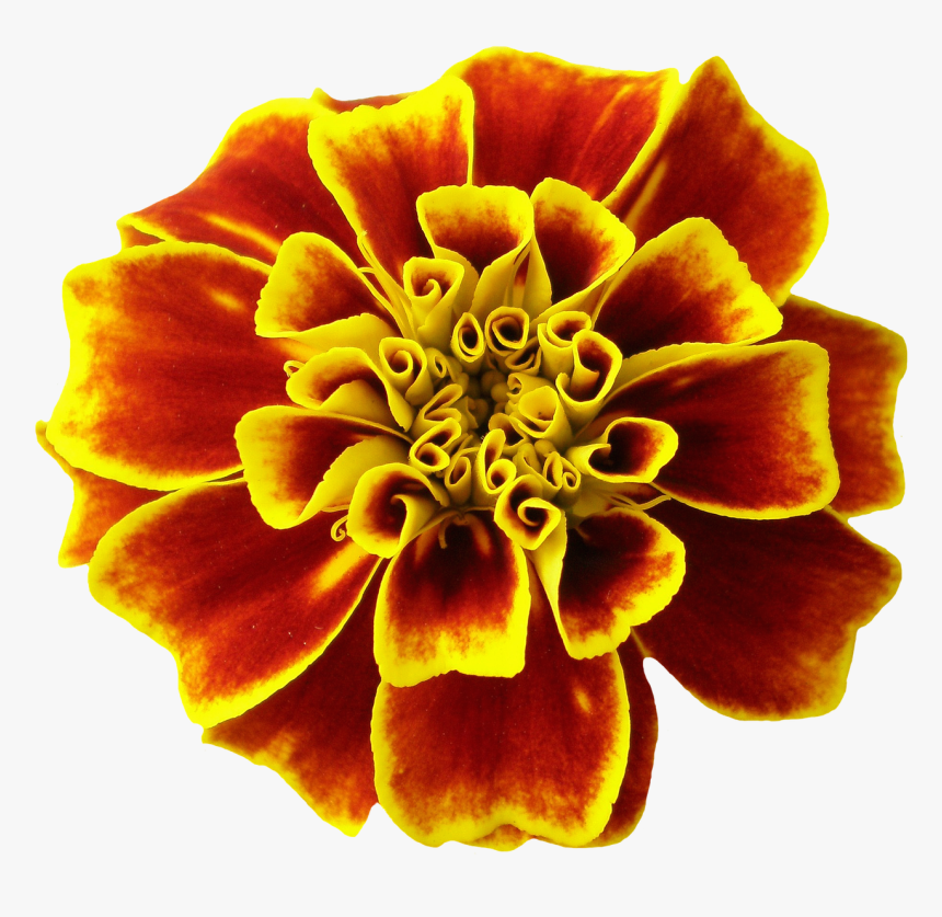 Bronze Marigold, HD Png Download, Free Download