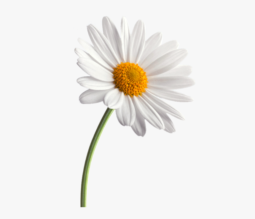 Common Daisy Flower Daisy Family Transvaal Daisy - Transparent Daisy Flower, HD Png Download, Free Download