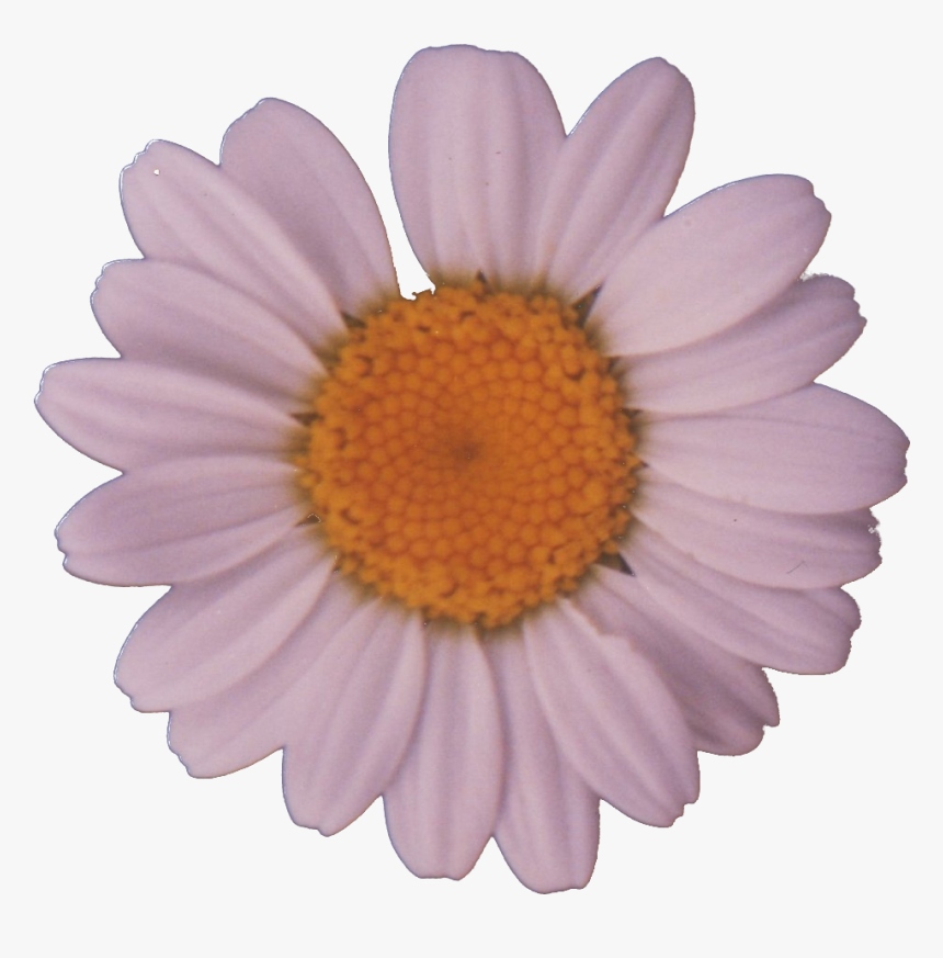File - Daisy - Daisypng, Transparent Png, Free Download