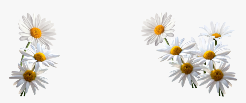 Daisies Mark Stronge"s Uk Weather Portal - Daisies Png, Transparent Png, Free Download