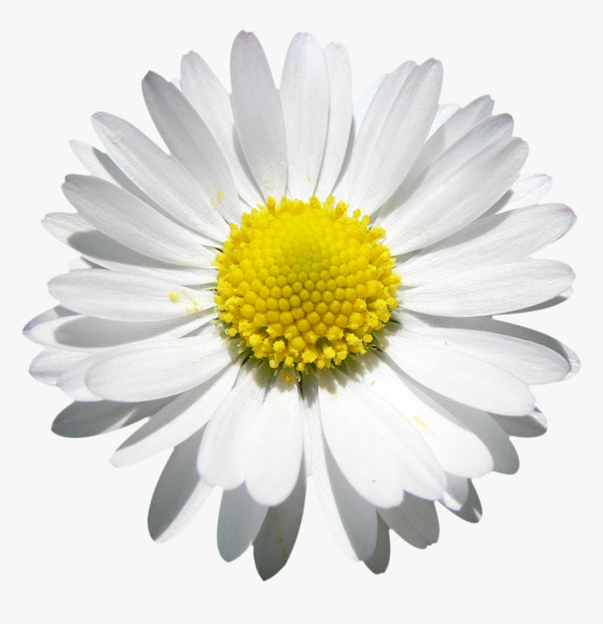 Daisy Png, Transparent Png, Free Download