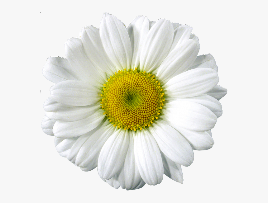 Free Clip Art Elements Png Library Download - White Gerber Daisy Clip Art, Transparent Png, Free Download