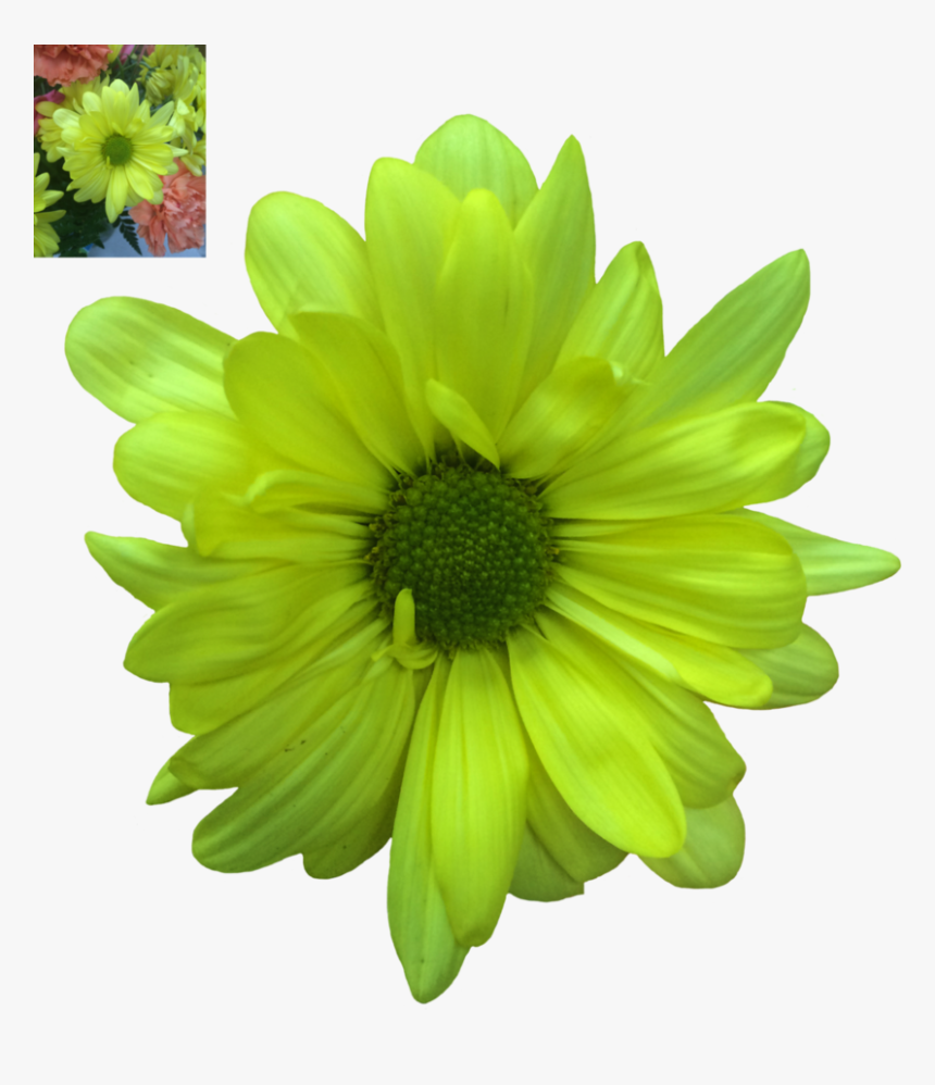 Daisy Transparent Png - Gerber Daisies Transparent Background, Png Download, Free Download