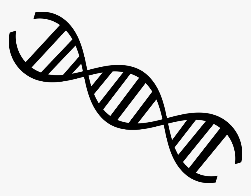 Dna Png - Genetics Clipart, Transparent Png, Free Download