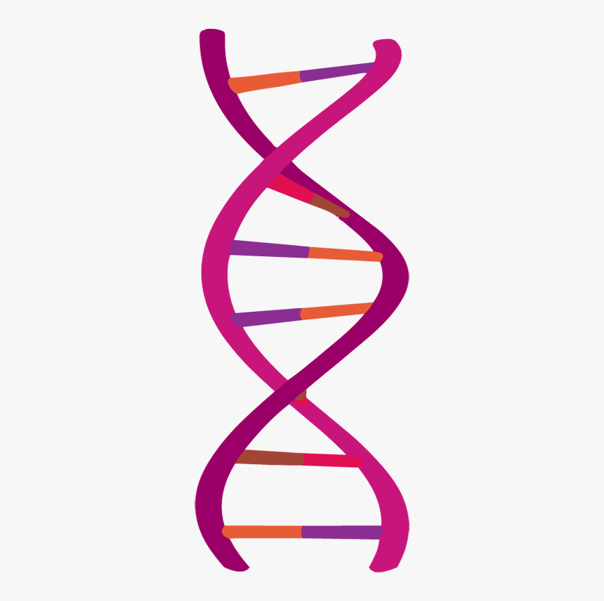 Dna Png, Transparent Png, Free Download