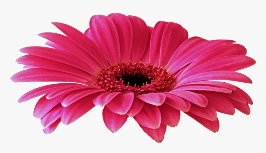 Daisy Purple Png Picture - Yerbera Png, Transparent Png, Free Download