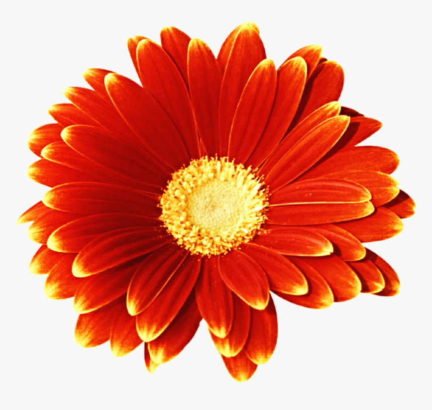 Gerbera Daisy Clipart - Gerbera Daisy Clip Art, HD Png Download, Free Download