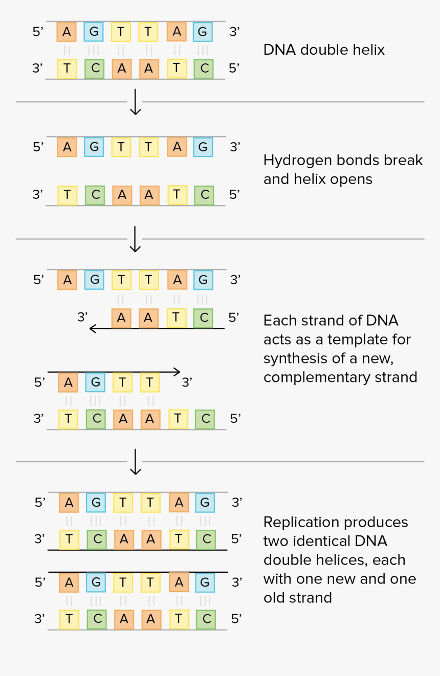 Schematic Of Watson And Crick"s Basic Model Of Dna - Dna Base Intended For Dna Base Pairing Worksheet Answers