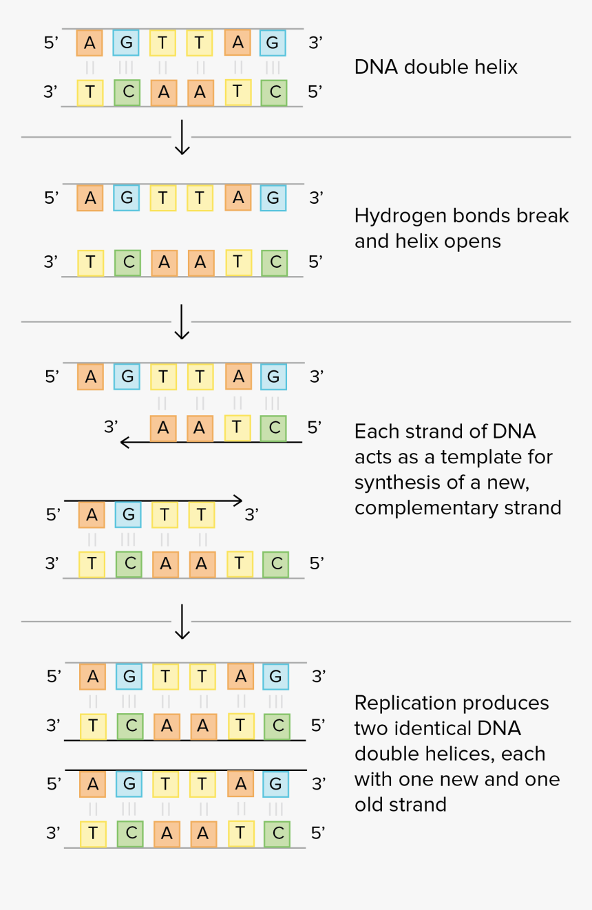 Schematic Of Watson And Crick"s Basic Model Of Dna - Dna Base Pairing Worksheet, HD Png Download, Free Download