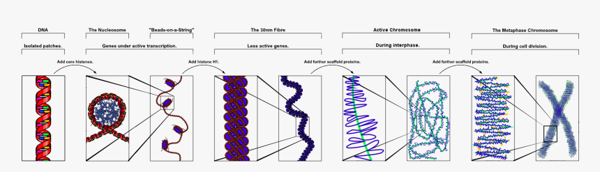 Dna Compression, HD Png Download, Free Download