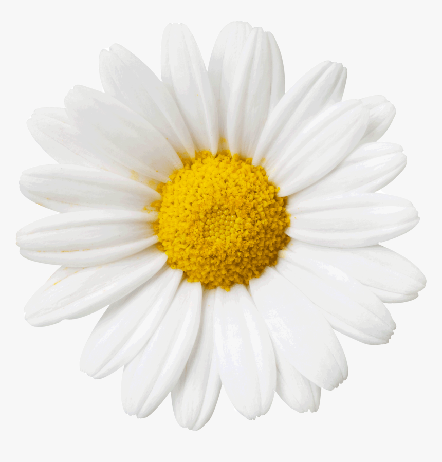 Flower Daisy Sticker By Lime Crime - White Daisy With Transparent Background, HD Png Download - kindpng